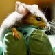 Illustration for article titled Geneticists create mice that find the smell of landmines irresistible